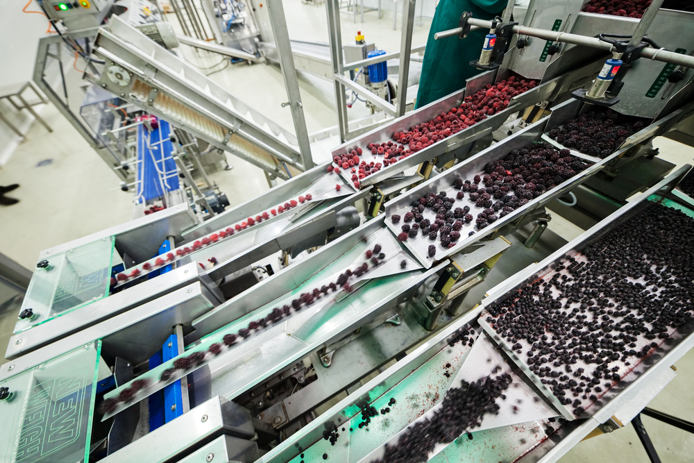 Frozen berries on a conveyor belt