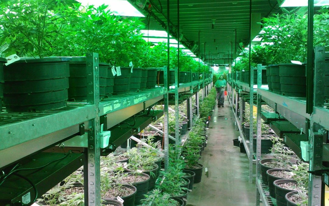 Automated Solutions for Your Cannabis Business