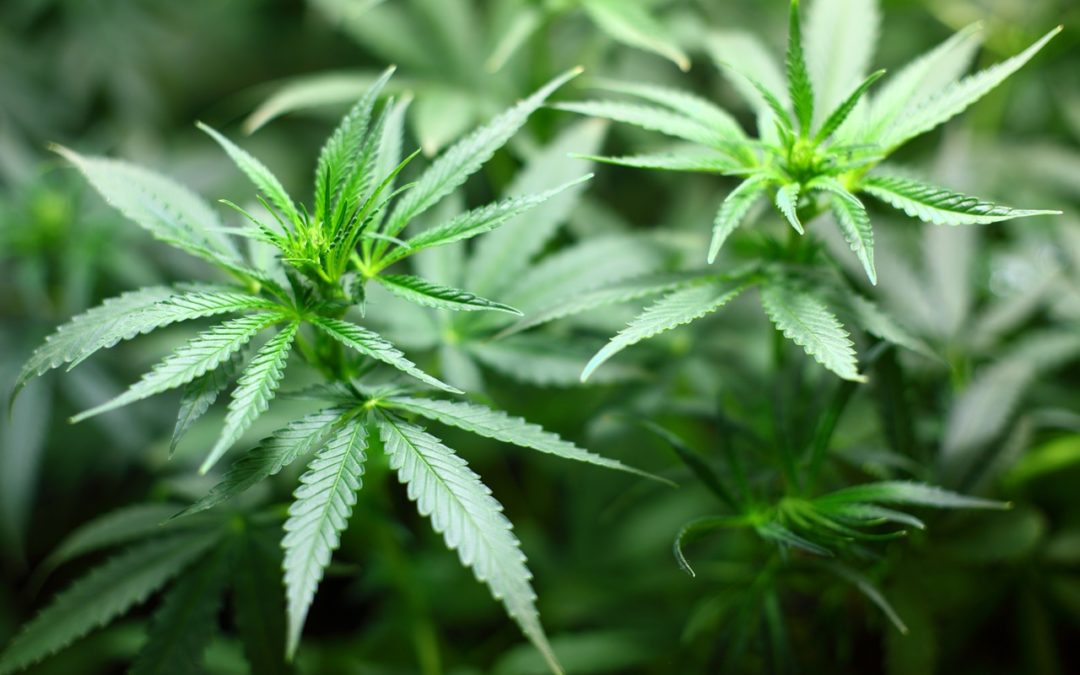What You Need to Consider for Your New Cannabis Business