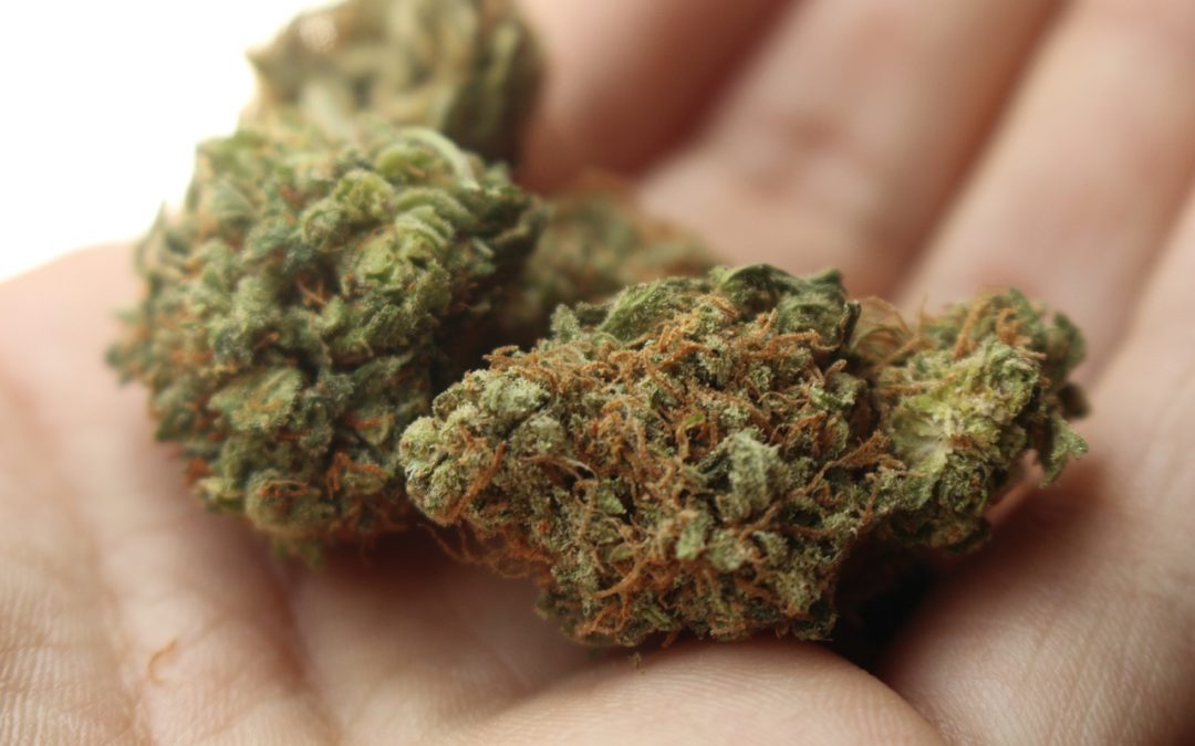 What You Need to Consider in a Production Management Solution for Your New Cannabis Business
